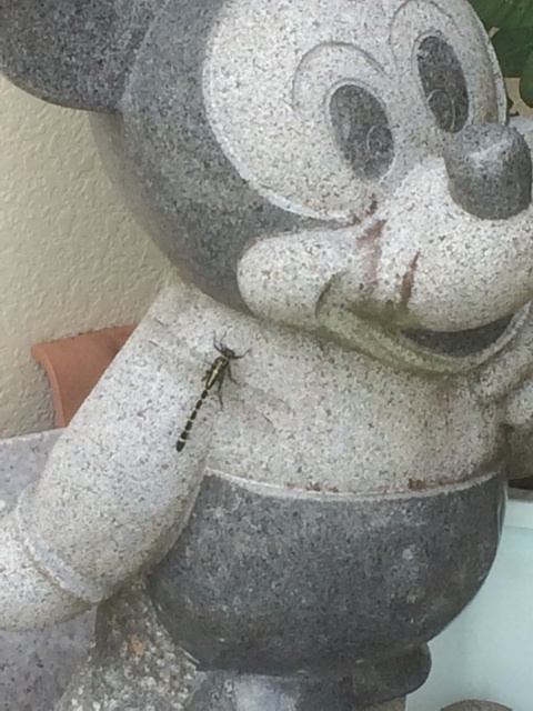 {59833358-6676-4B50-AF85-7C1B0371AB21:01}