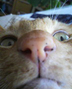 やっこさんのブログ 《ヤスゴロウ王国》-P1000133.JPG