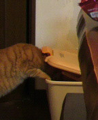 やっこさんのブログ 《ヤスゴロウ王国》-P1000069.JPG