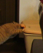 やっこさんのブログ 《ヤスゴロウ王国》-P1000061.JPG