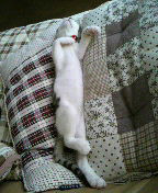 やっこさんのブログ 《ヤスゴロウ王国》-P1000217.JPG