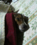 やっこさんのブログ 《ヤスゴロウ王国》-P1000060.JPG