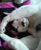 やっこさんのブログ 《ヤスゴロウ王国》-P1000202.JPG