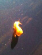 やっこさんのブログ 《ヤスゴロウ王国》-20130725_215432-1.jpg