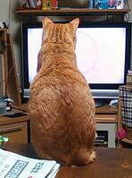 やっこさんのブログ 《ヤスゴロウ王国》-20130324_161931-1.jpg