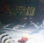 やっこさんのブログ 《ヤスゴロウ王国》-20130321_233306-1.jpg