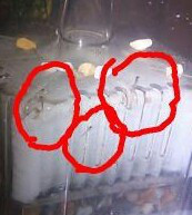 やっこさんのブログ 《ヤスゴロウ王国》-20130307_232020-1.jpg