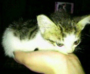 やっこさんのブログ 《ヤスゴロウ王国》-P1000248.JPG