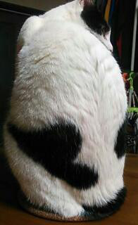 やっこさんのブログ 《ヤスゴロウ王国》-20130309_203553.jpg