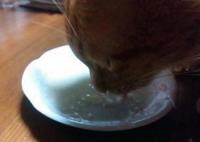 やっこさんのブログ 《ヤスゴロウ王国》-20130303_164504.jpg