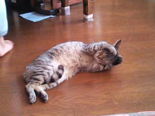 やっこさんのブログ 《ヤスゴロウ王国》-20130223_232157.jpg