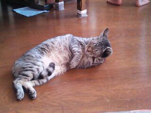 やっこさんのブログ 《ヤスゴロウ王国》-20130223_232140.jpg