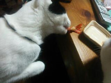 やっこさんのブログ 《ヤスゴロウ王国》-20130101_000340.jpg