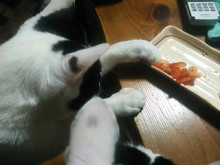 やっこさんのブログ 《ヤスゴロウ王国》-20130101_000317.jpg