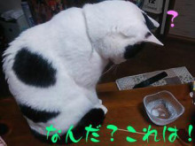 やっこさんのブログ 《ヤスゴロウ王国》-20130402_114114.jpg