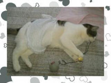 やっこさんのブログ 《ヤスゴロウ王国》-20130407_085103.jpg