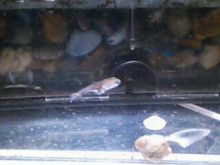 やっこさんのブログ 《ヤスゴロウ王国》-20130410_124748.jpg