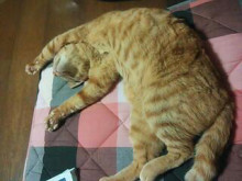 やっこさんのブログ 《ヤスゴロウ王国》-20130419_203852.jpg