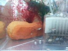 やっこさんのブログ 《ヤスゴロウ王国》-20130425_200636.jpg