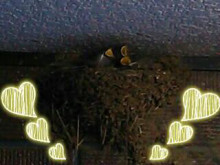 やっこさんのブログ 《ヤスゴロウ王国》-20130613_204433.jpg