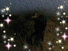 やっこさんのブログ 《ヤスゴロウ王国》-20130613_204443.jpg