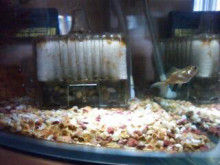 やっこさんのブログ 《ヤスゴロウ王国》-20130917_144854.jpg