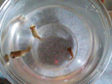 やっこさんのブログ 《ヤスゴロウ王国》-20131006_120033.jpg